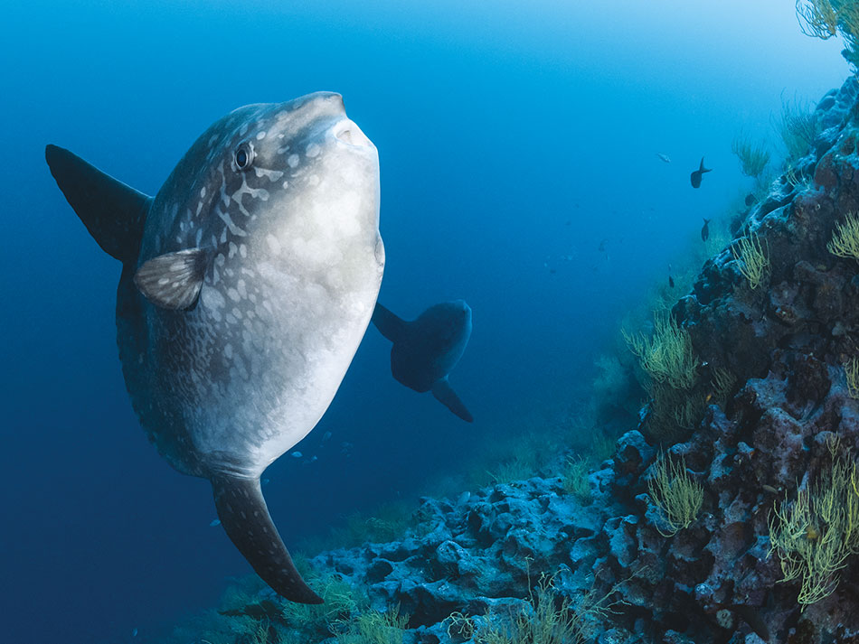 Galapagos biodiversite 7