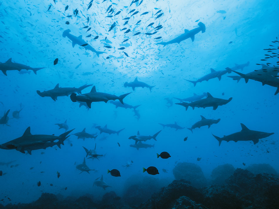 Galapagos biodiversite 9