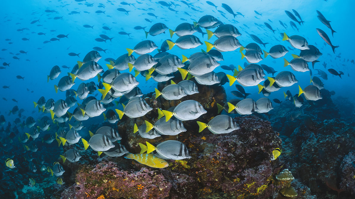 Un banc de poissons chirurgiens aux Galápagos illustre la richesse de la biodiversité marine, un paradis pour les plongeurs.