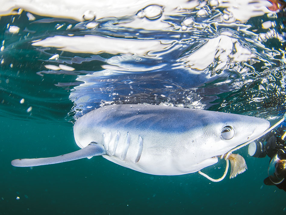 Requin bleu cornouailles 1