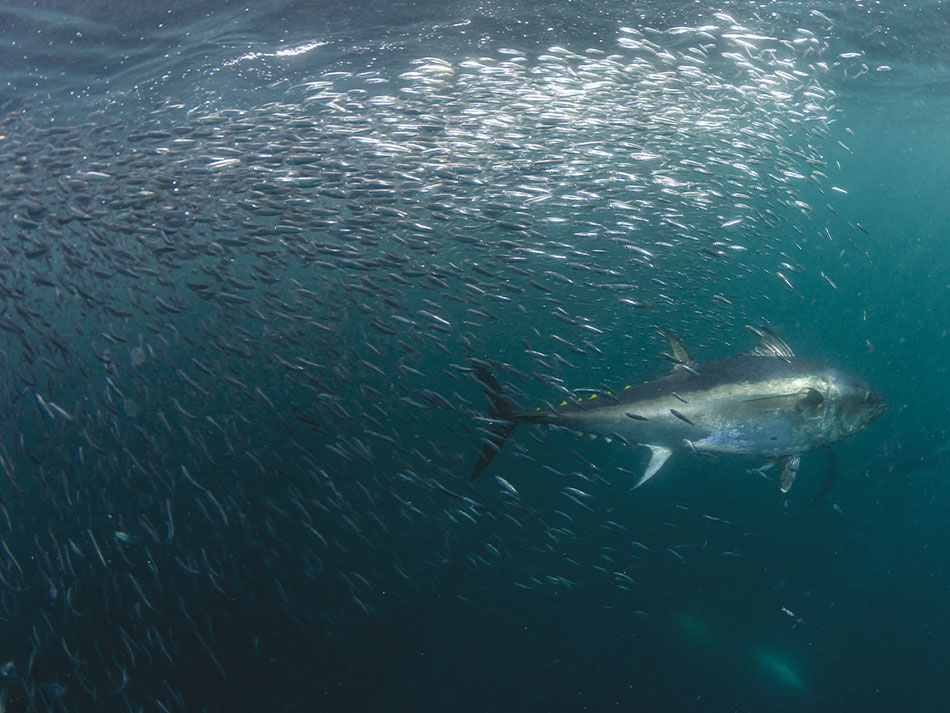 Requin bleu cornouailles 2