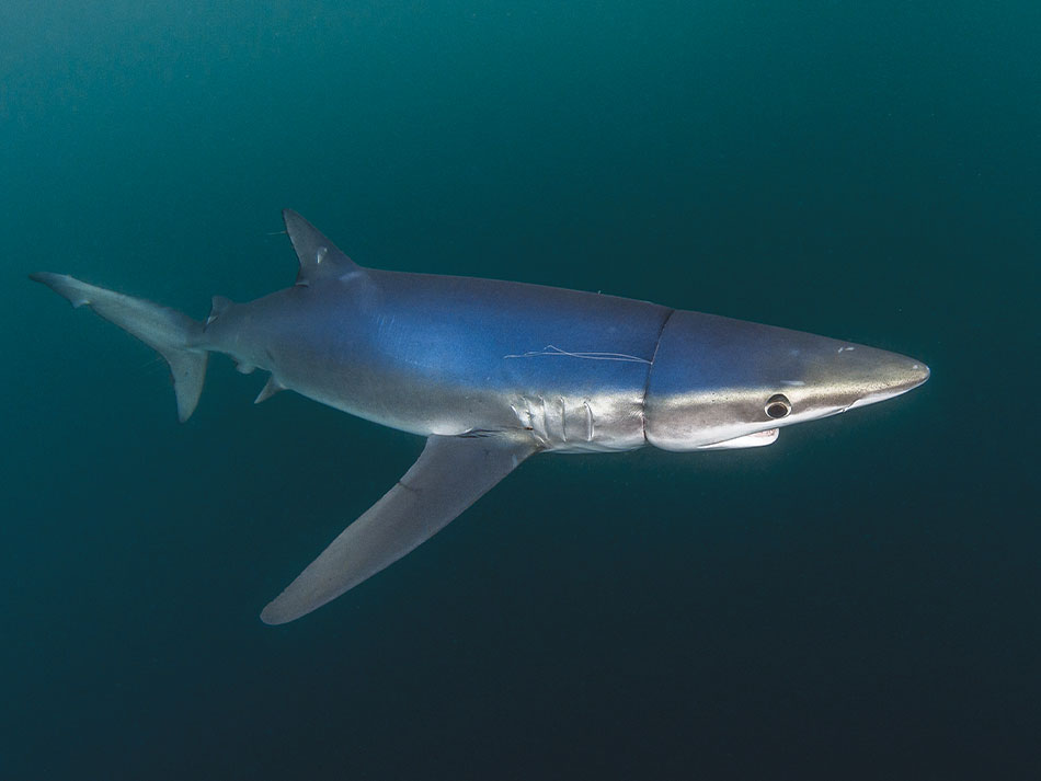Requin bleu cornouailles 4