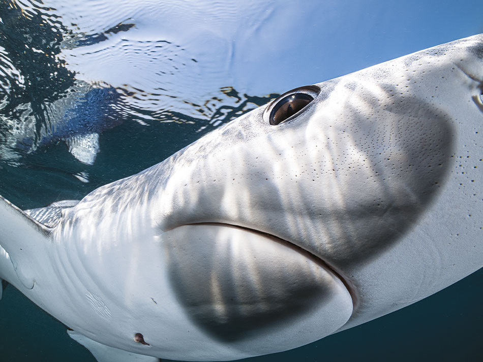 Requin bleu cornouailles 7