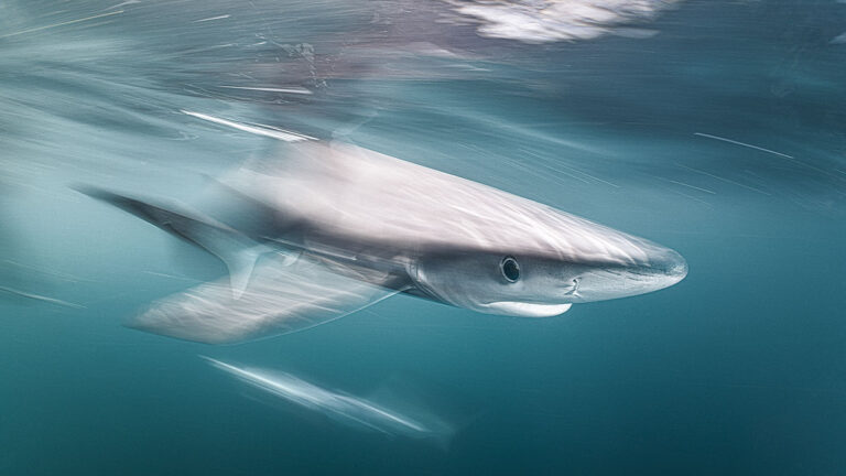 Un requin bleu glisse élégamment dans les eaux cristallines de Cornouailles, offrant une rencontre inoubliable pour les pl...