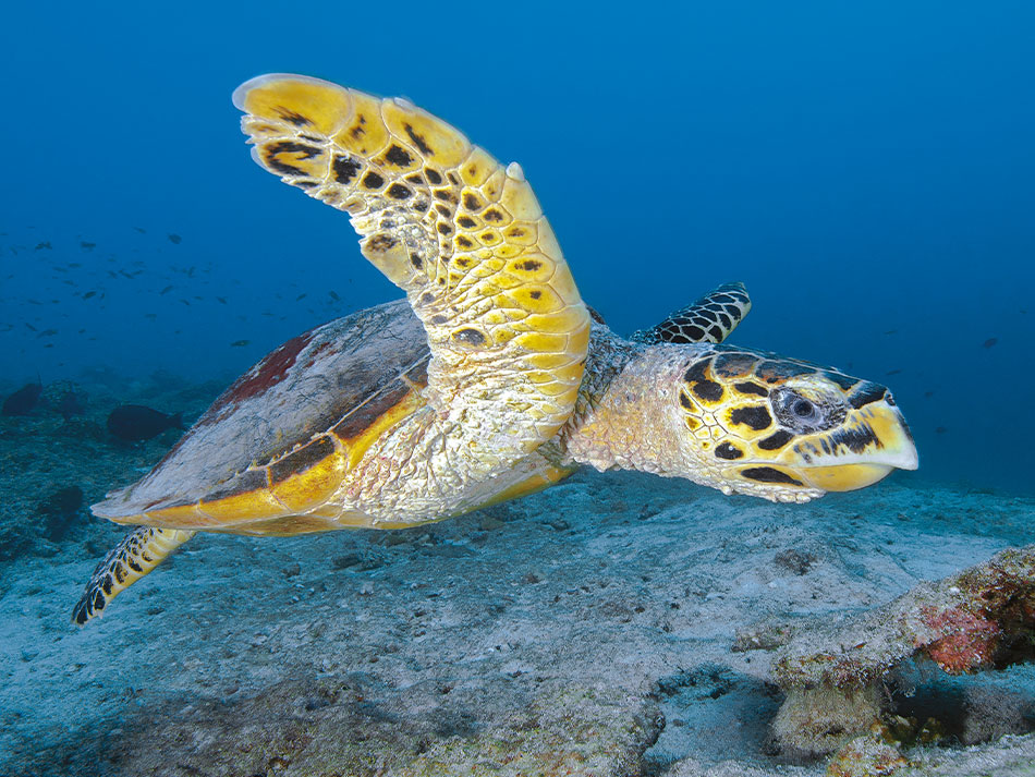 Tortue marine 1