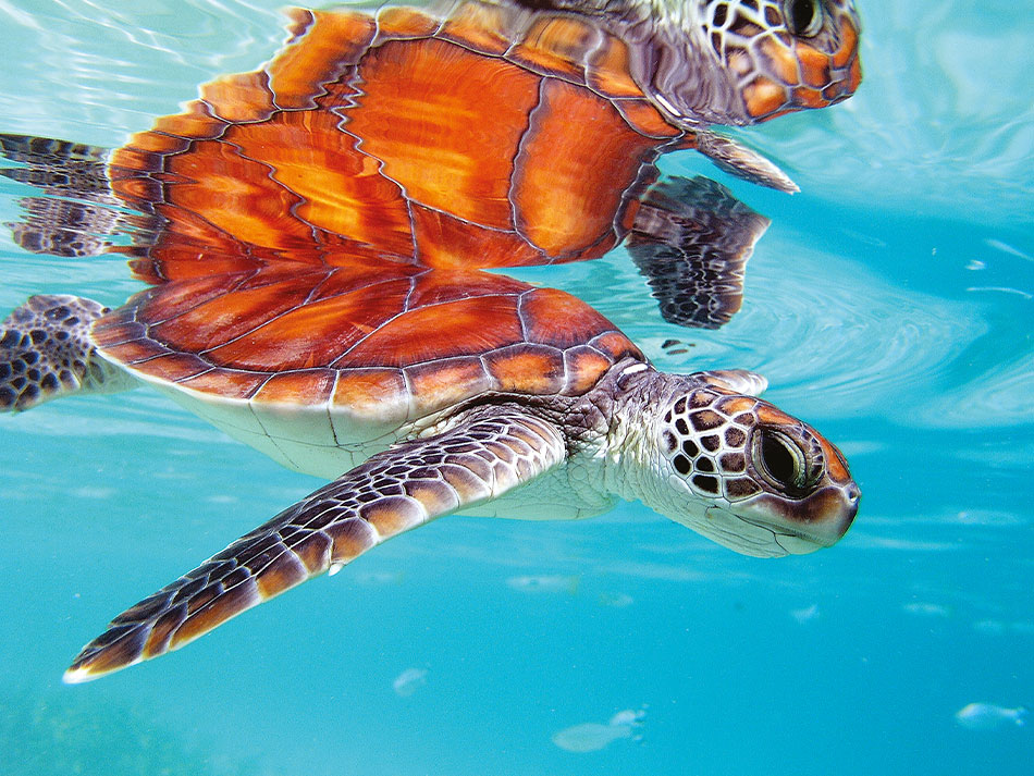 Tortue marine 2