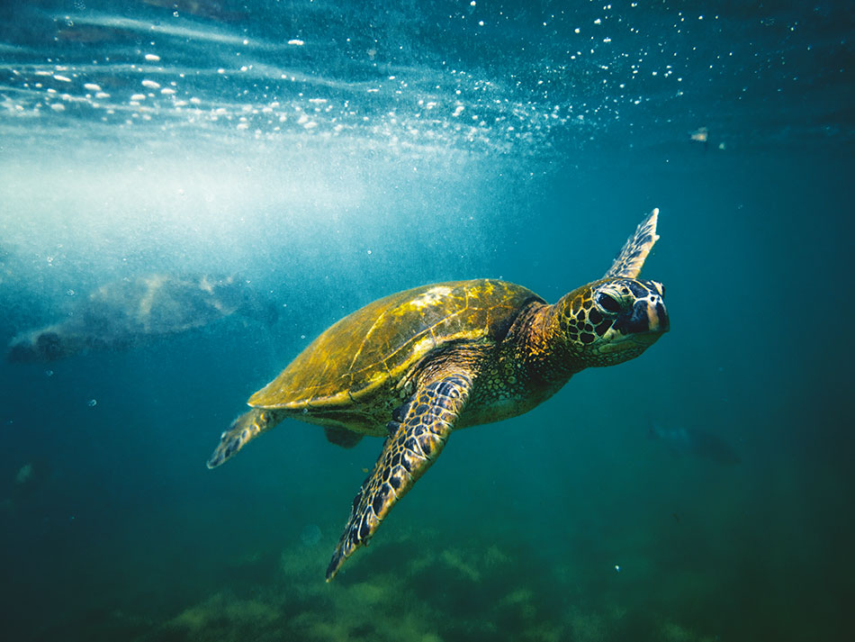 Tortue marine 3
