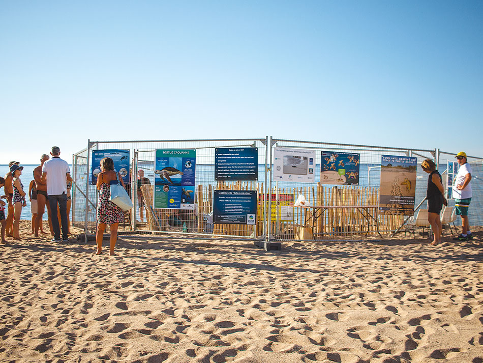 Tortue marine antilles 1