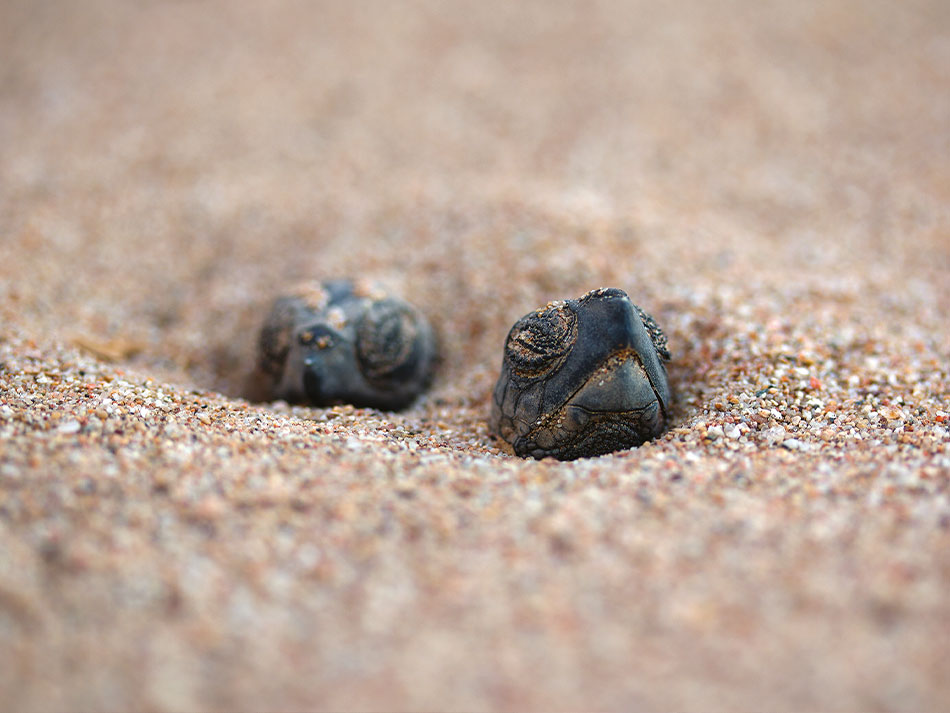 Tortue marine antilles 2