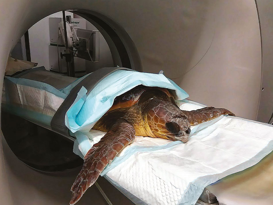 Tortue marine antilles 3