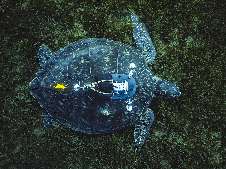 Tortue marine antilles 4