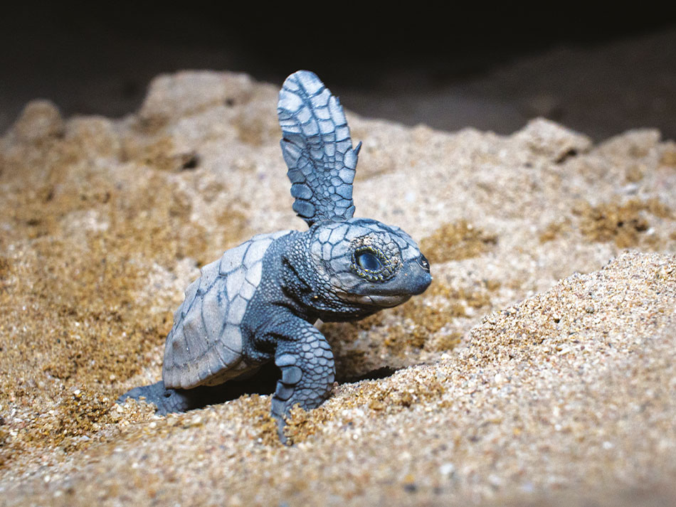 Tortue marine antilles 5
