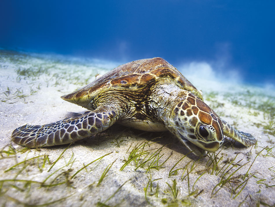 Tortue marine antilles 6