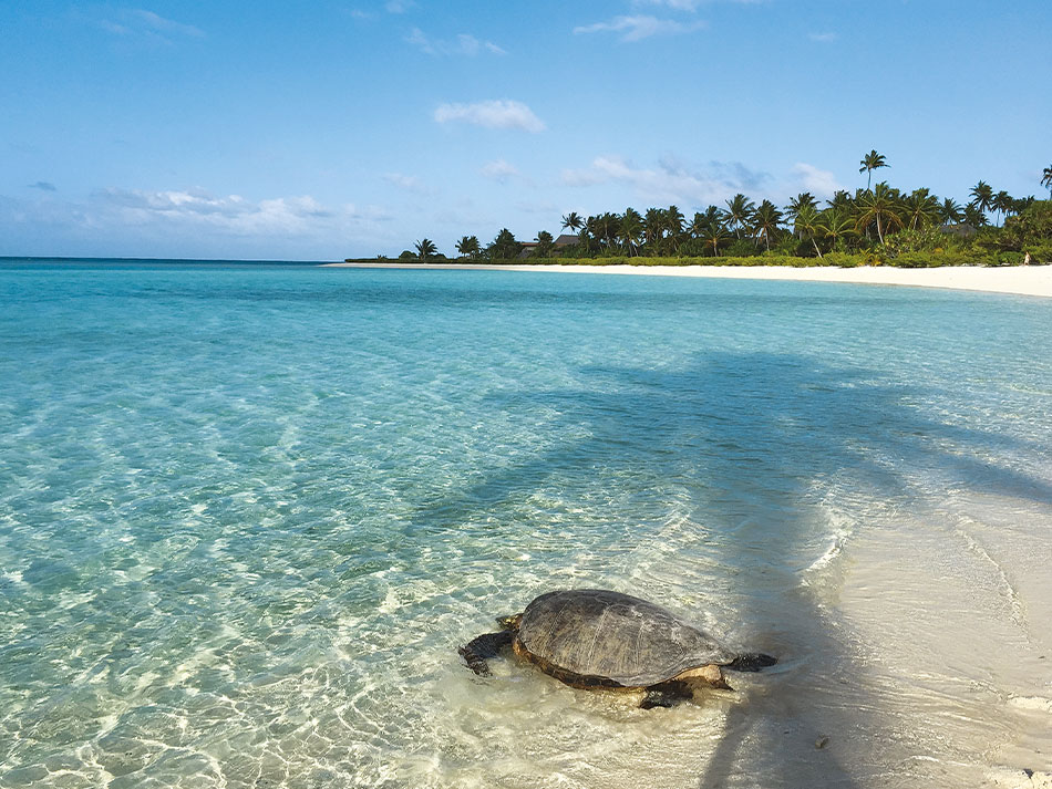 Tortue marine polynesie 3