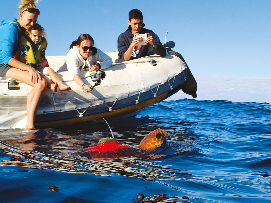 Tortue marine reunion 1