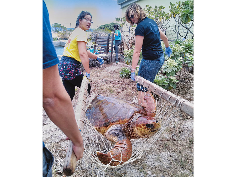 Tortue marine reunion 2