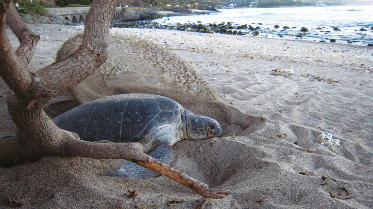 Sur une plage de La Réunion, une tortue marine creuse un nid, illustrant la magie de la biodiversité océanique.