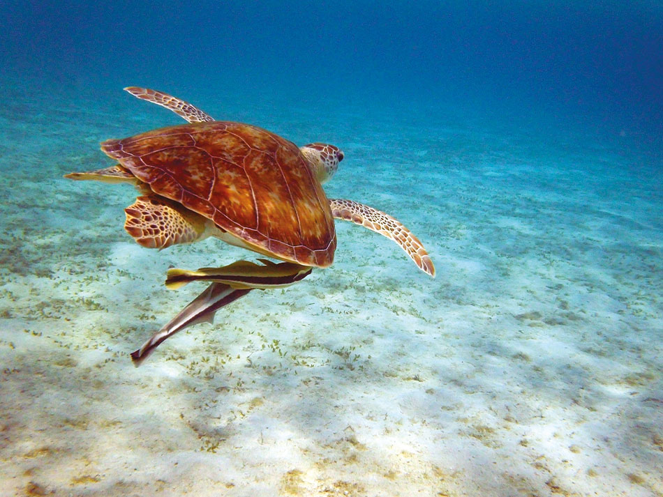 Tortue marsa alam