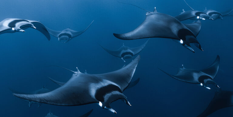 Un ballet majestueux de raies mobula évolue dans les profondeurs océaniques, illustrant la splendeur de la biodiversité ma...