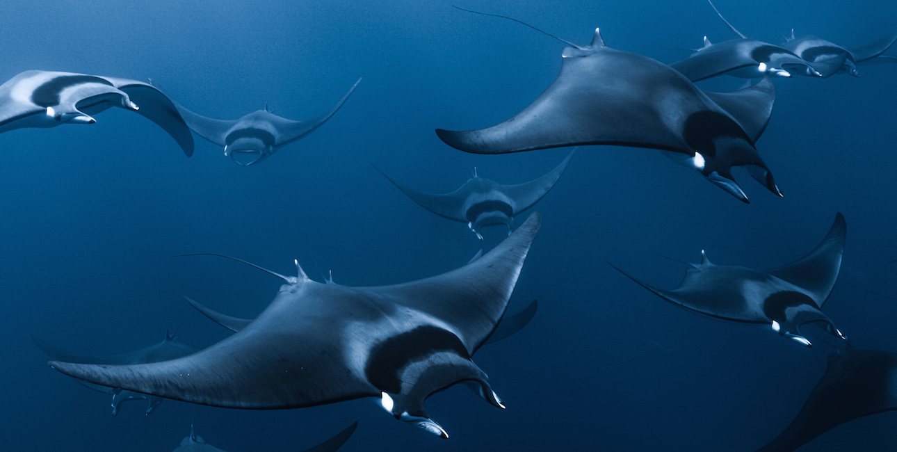 Un ballet majestueux de raies mobula évolue dans les profondeurs océaniques, illustrant la splendeur de la biodiversité ma...