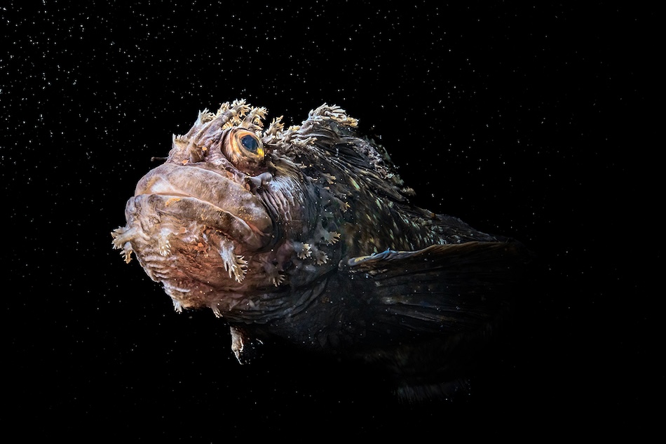 Unwod2025 faces 1st place andrey nosik russia