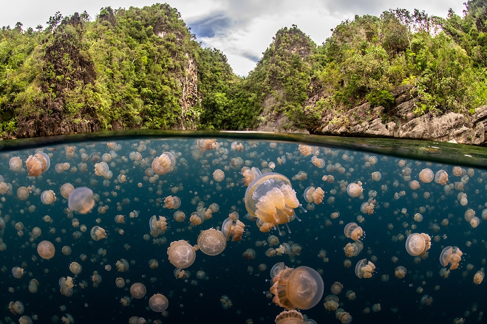 Unwod2025 underwater seascapes 1st place dani escayola spain