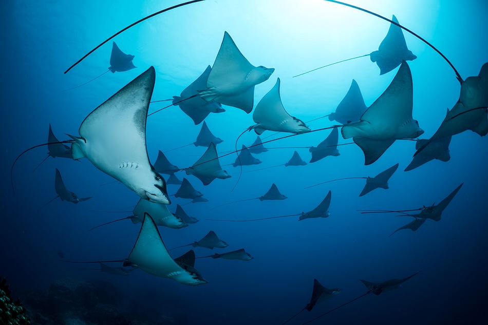 Unwod2025 underwater seascapes 2nd place gerald rambert mauritius