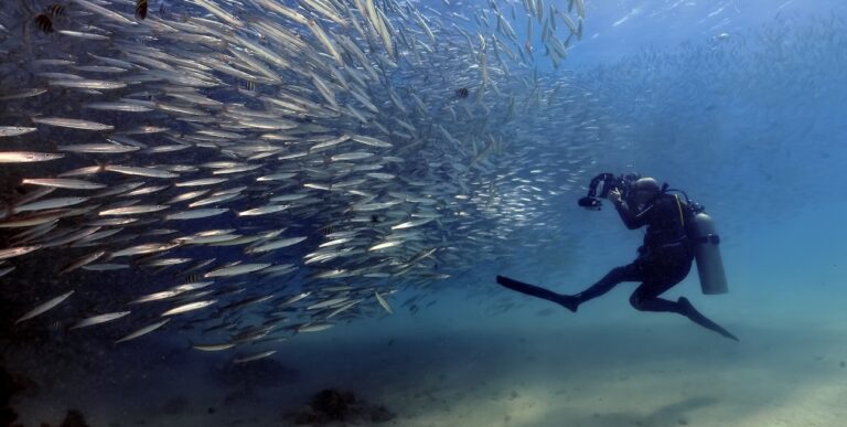 Un plongeur capture la danse hypnotique d'un banc de poissons argentés dans les eaux cristallines, symbole de biodiversité...