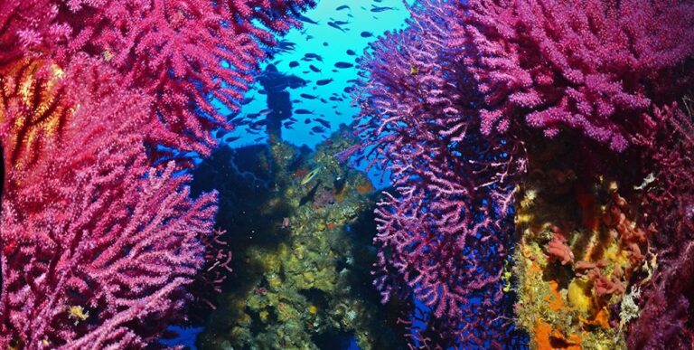 Un plongeur explore un vibrant récif de corail rose, entouré de poissons colorés, illustrant la richesse de la biodiversit...