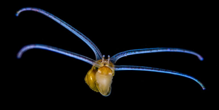 Une larve véligère aux teintes éclatantes illustre la biodiversité fascinante des écosystèmes marins. #Plongée