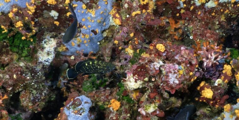 Un mérou juvénile se dissimule dans un récif coloré de Montremian, offrant un spectacle vibrant de biodiversité marine.