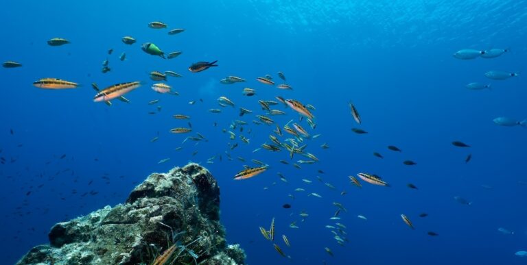 Dans les eaux cristallines, un banc coloré de girelles paon anime le récif, illustrant la richesse de la biodiversité marine.