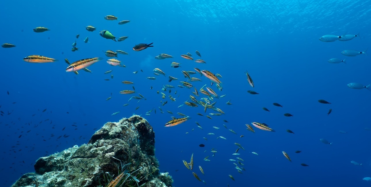 Dans les eaux cristallines, un banc coloré de girelles paon anime le récif, illustrant la richesse de la biodiversité marine.