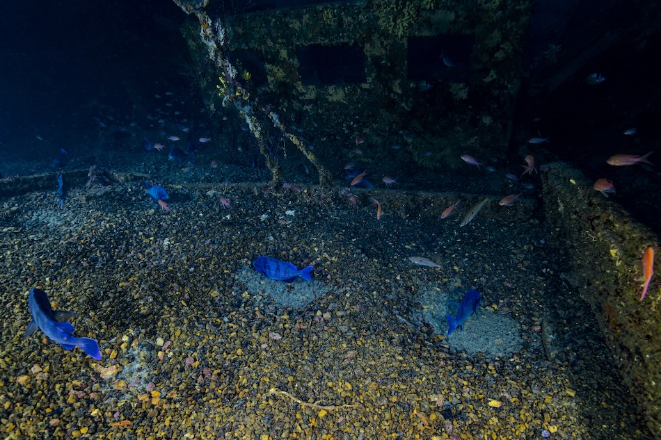 Reproduction dorades grises, épave du togo