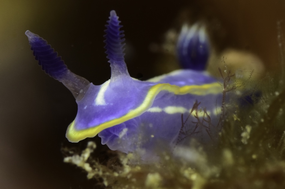 Safari limace prix jury