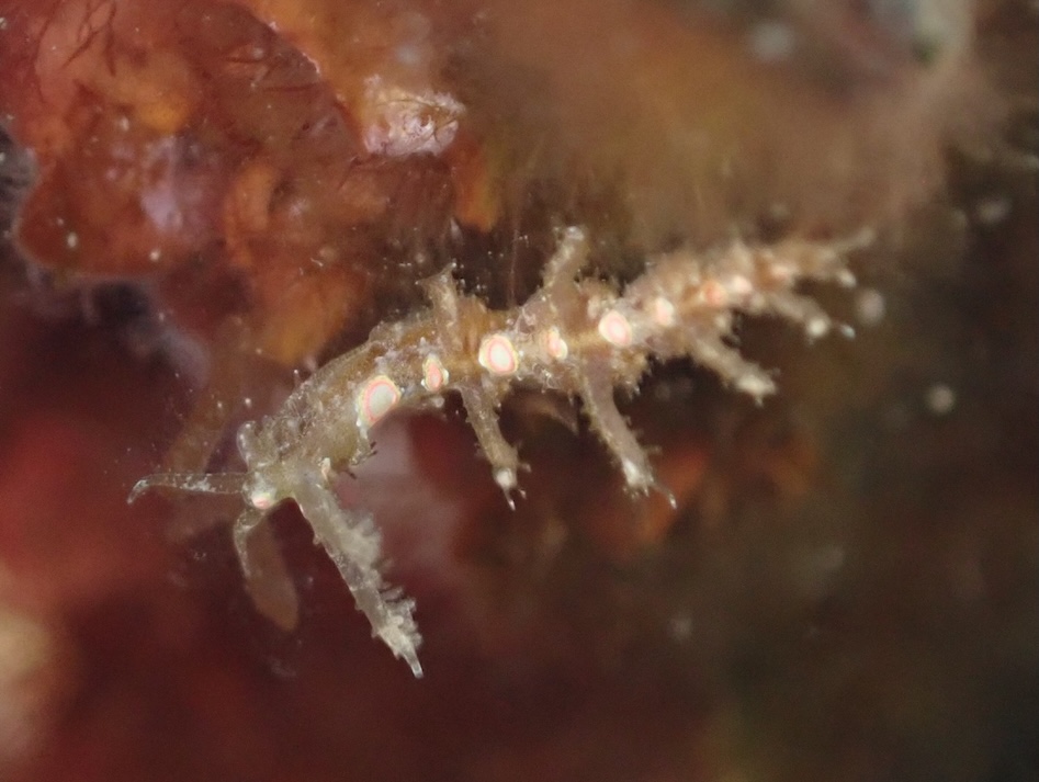 Safari limaces 7