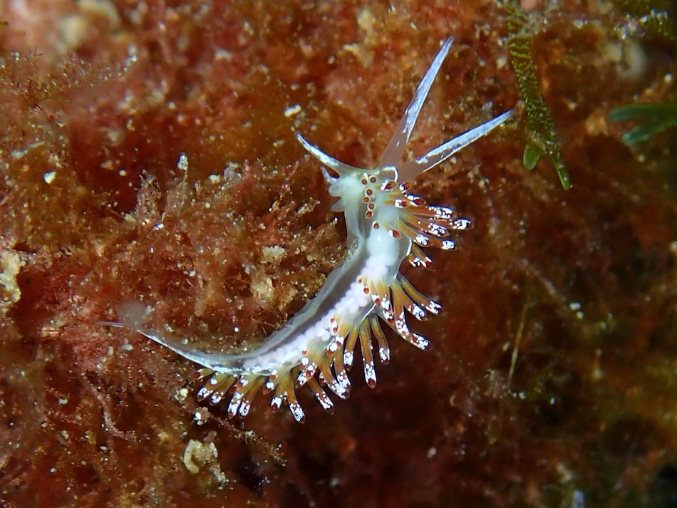 Safari limaces 8