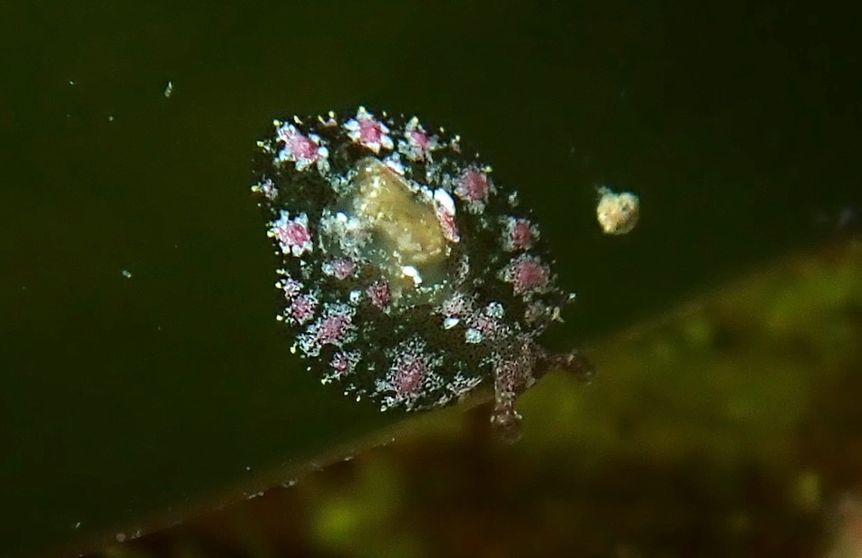 Safari limaces 9
