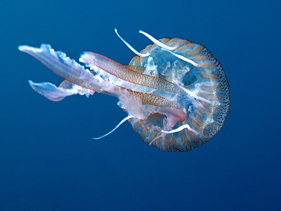 Pelagie, pelagia noctiluca