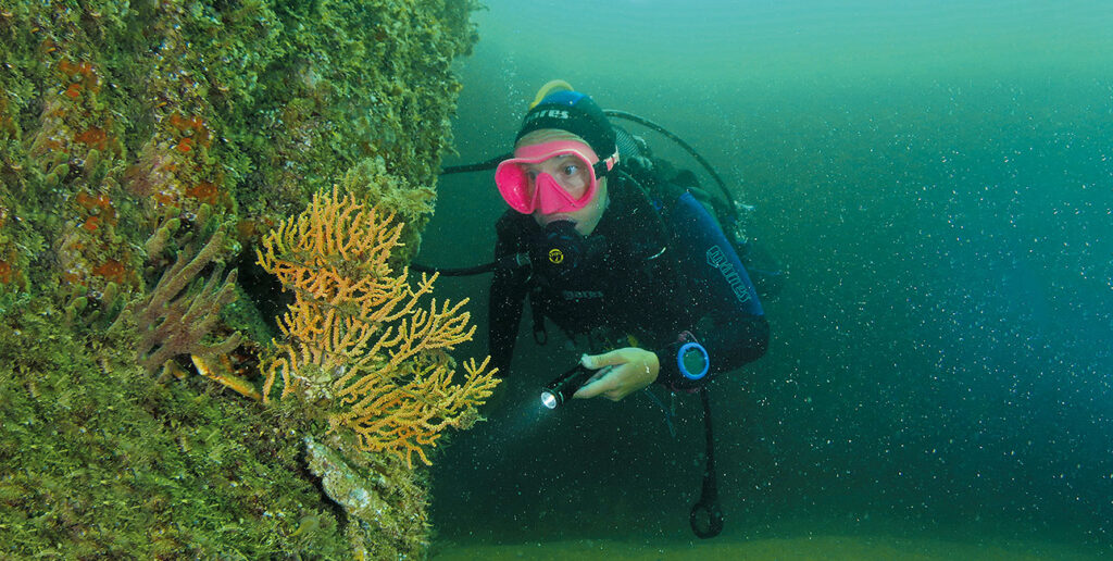 Un plongeur explore une épave en Bretagne, illuminant des coraux colorés, symbole de la richesse marine. #ExplorationSousM...
