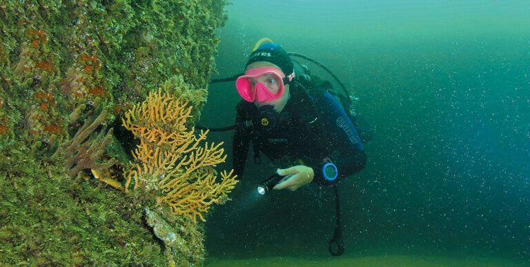 Un plongeur explore une épave en Bretagne, illuminant des coraux colorés, symbole de la richesse marine. #ExplorationSousM...