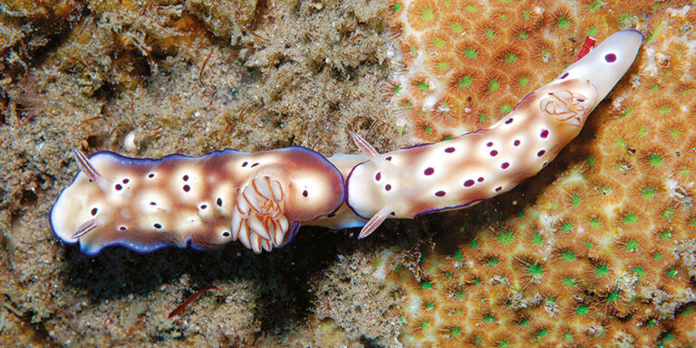 Deux nudibranches aux couleurs éclatantes explorent un récif corallien, illustrant la biodiversité marine fascinante.