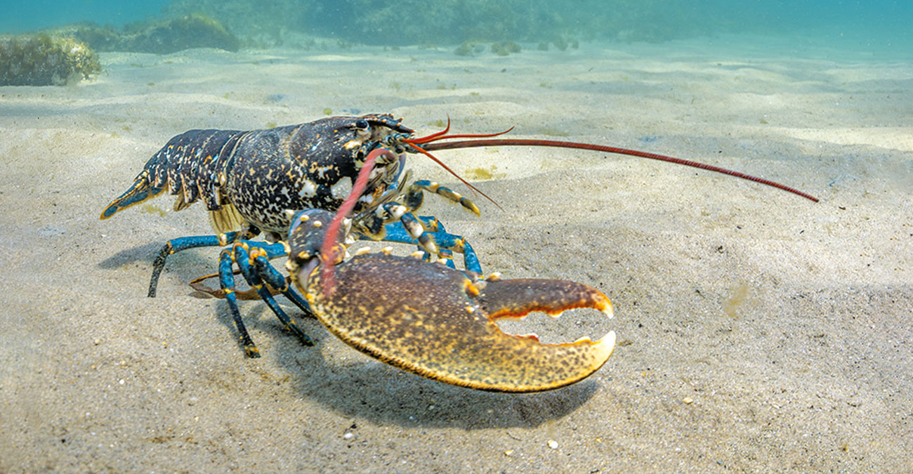 Un homard majestueux explore les fonds marins sablonneux de Cornouailles, offrant aux plongeurs une rencontre inoubliable....