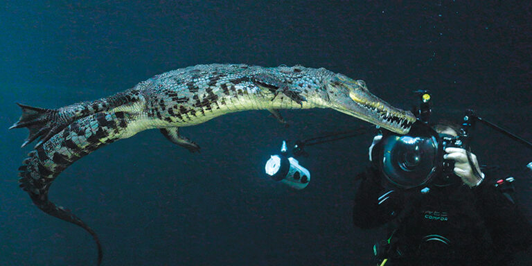 Un plongeur capture l'instant rare d'un crocodile nageant dans les profondeurs, illustrant l'aventure ultime du monde sous...
