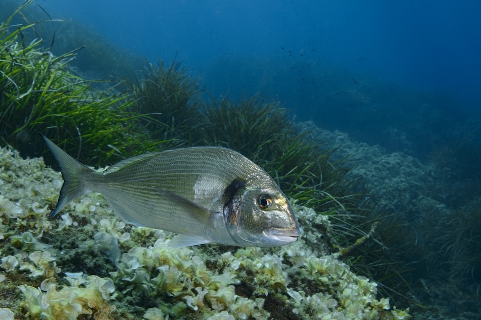 Dorade royale, sparus auratus