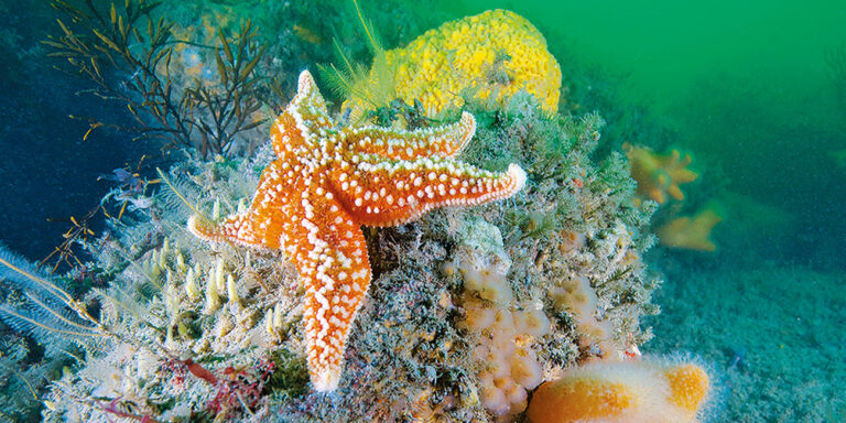Une étoile de mer colorée repose sur un récif vibrant, illustrant la richesse de la biodiversité marine bretonne. 🌊