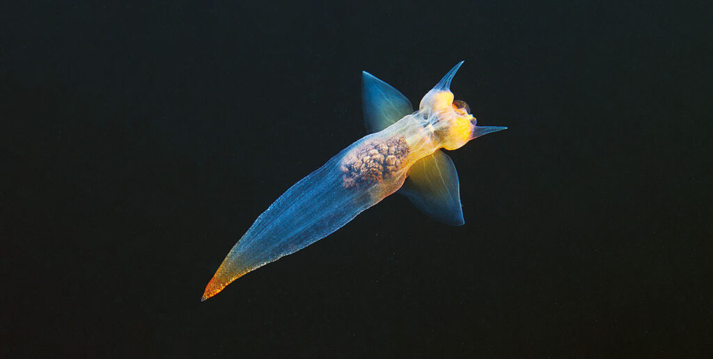 Un élégant ange de mer glisse dans les eaux glacées, révélant la beauté cachée des écosystèmes polaires.