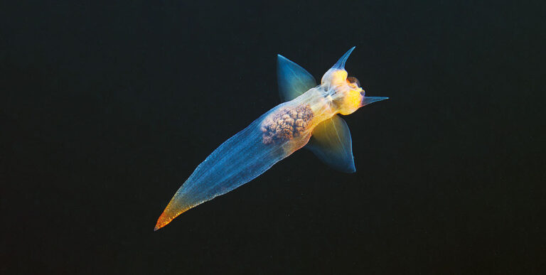 Un élégant ange de mer glisse dans les eaux glacées, révélant la beauté cachée des écosystèmes polaires.