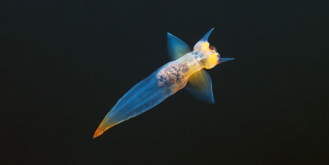 Un élégant ange de mer glisse dans les eaux glacées, révélant la beauté cachée des écosystèmes polaires.