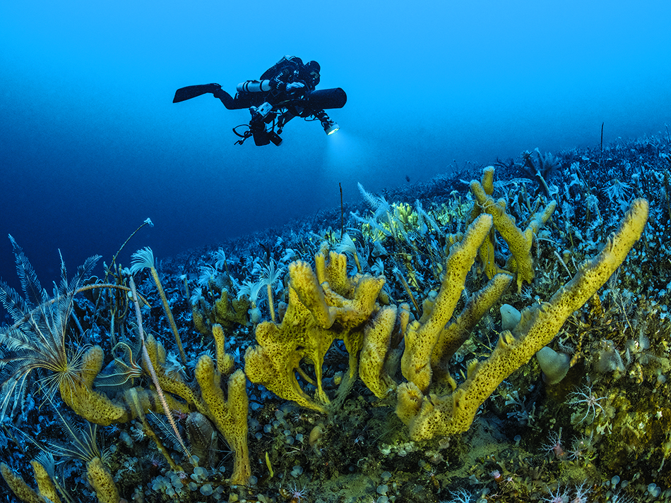 Plongez n56 biodiversite image 10
